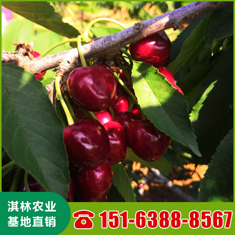 基地直供大樱桃树 吉塞拉矮化鲁樱3号樱桃苗 根系发达 量大优惠