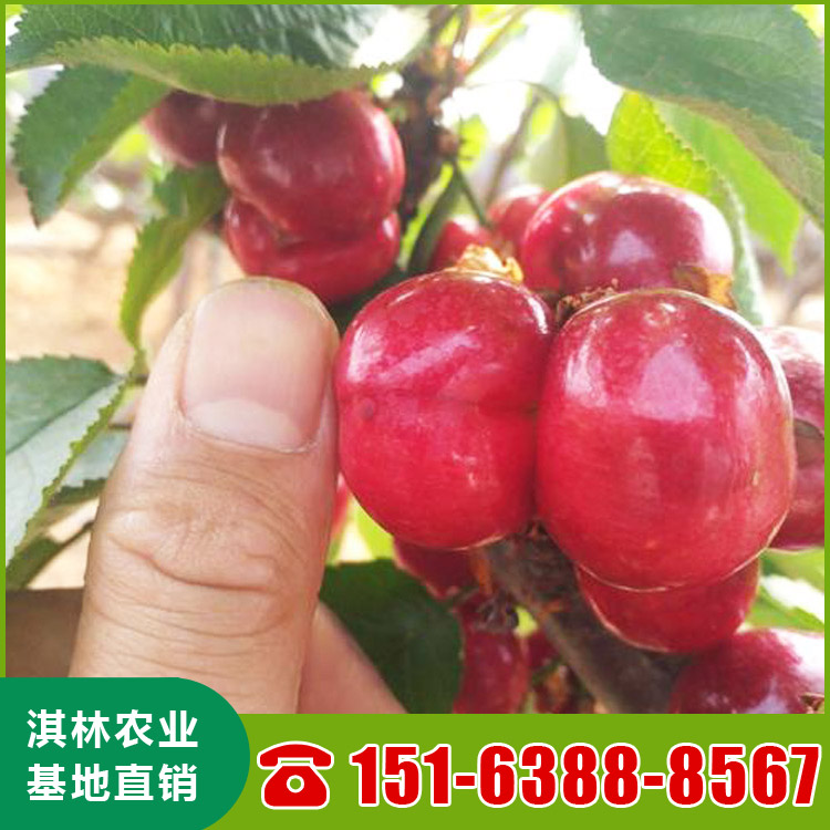 基地直供大樱桃树 南北方种植盆栽地栽水果树 根系发达 量大优惠