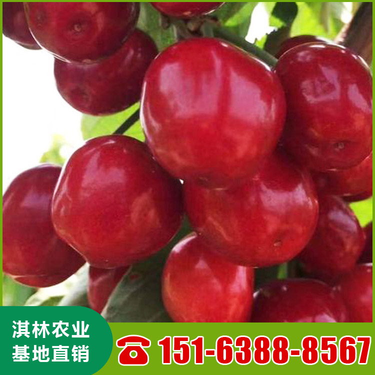 基地直供吉塞拉樱桃苗 吉塞拉矮化鲁樱3号樱桃苗 根系发达 量大优惠