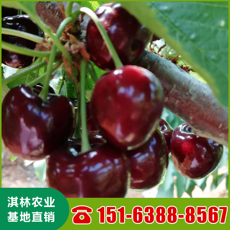 基地直供大樱桃树 吉塞拉矮化鲁樱3号樱桃苗 根系发达 量大优惠