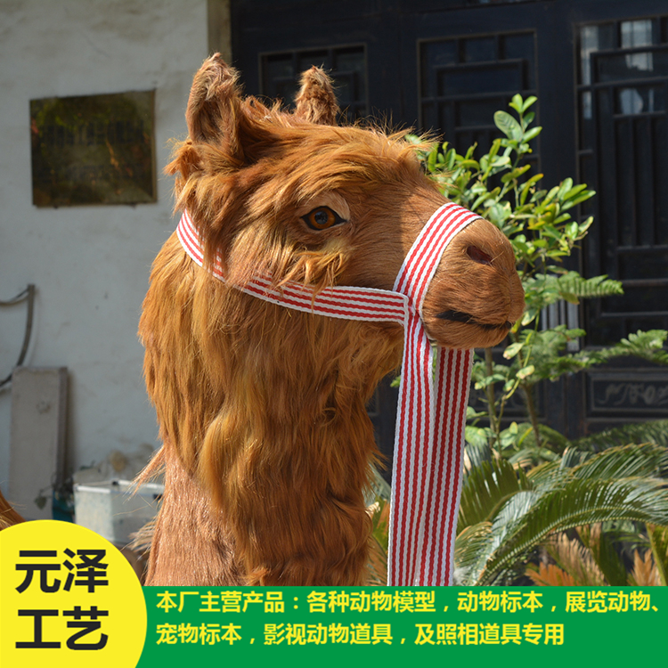 高仿真骆驼销售 造型逼真骆驼 元泽皮毛