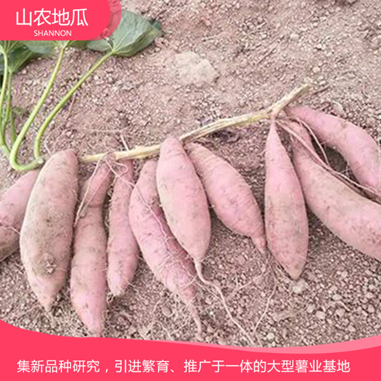 山东潍坊 优良红薯苗 批发红薯种苗 高品质地瓜苗批发