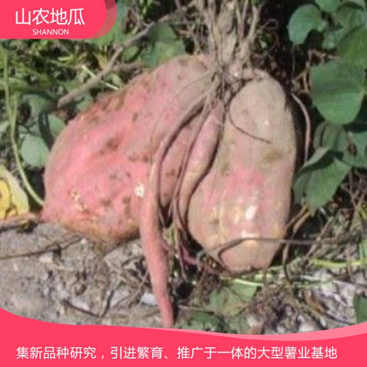安徽芜湖 优良红薯苗 红薯种苗价格 高品质地瓜苗批发