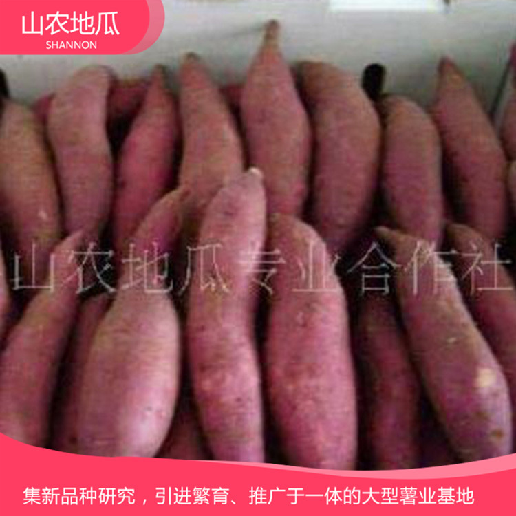 湖南长沙 地瓜苗种植基地 红薯种苗价格 高品质地瓜苗批发