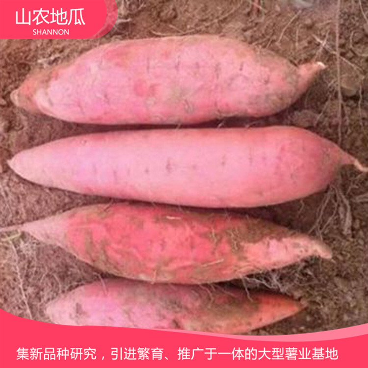 山东潍坊 厂家直销地瓜苗 批发红薯种苗 高品质地瓜苗批发