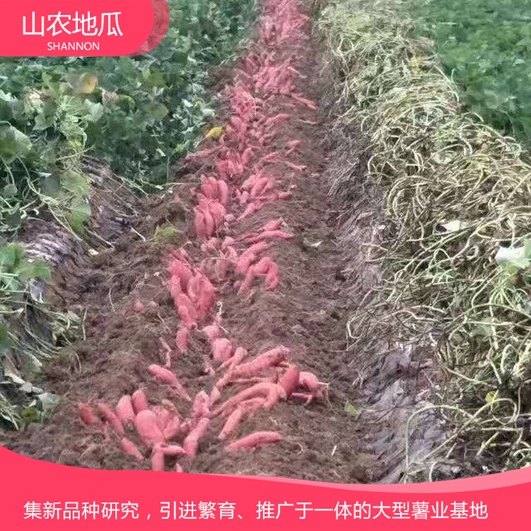 山东潍坊 厂家直销地瓜苗 批发红薯种苗 龙署九号地瓜苗价格