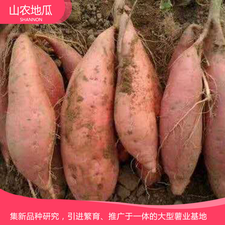 山东济南 优良红薯苗 红薯种苗价格 高品质地瓜苗批发