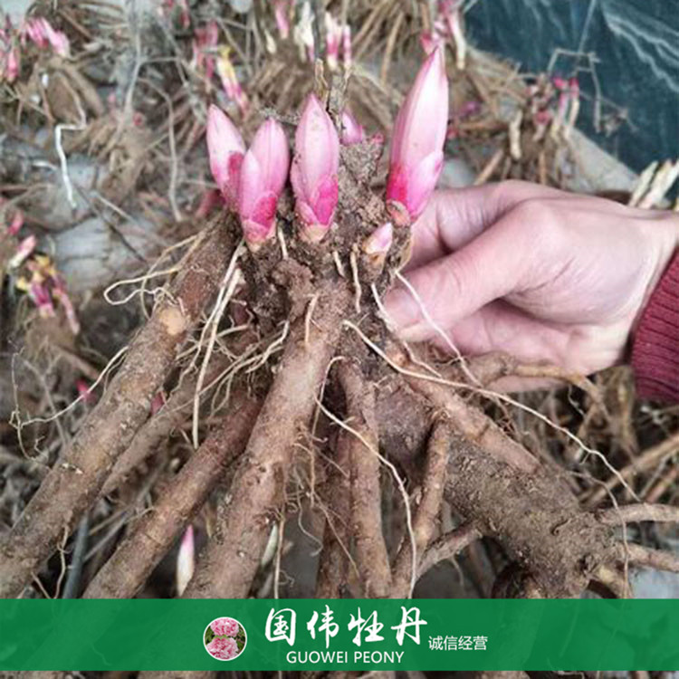 菏泽牡丹占地芍药苗 芍药根块带芽 基地直供 量大优惠