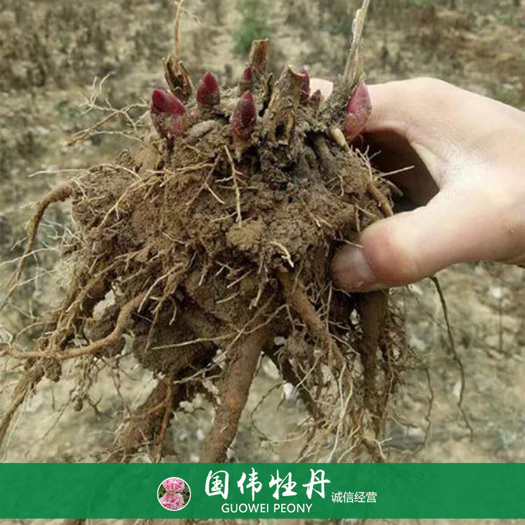 菏泽牡丹占地芍药苗 芍药根块带芽 基地直供 量大优惠