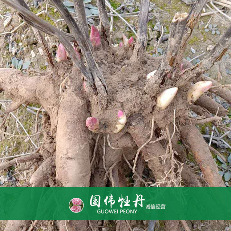 菏泽牡丹占地芍药苗 芍药根块带芽 基地直供 量大优惠