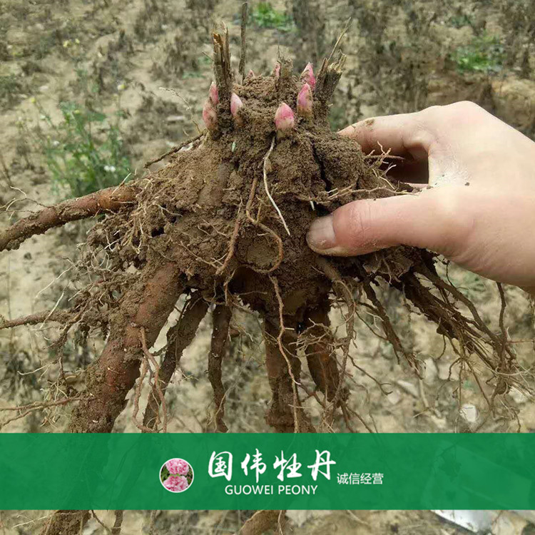 菏泽牡丹占地芍药苗 芍药根块带芽 基地直供 量大优惠