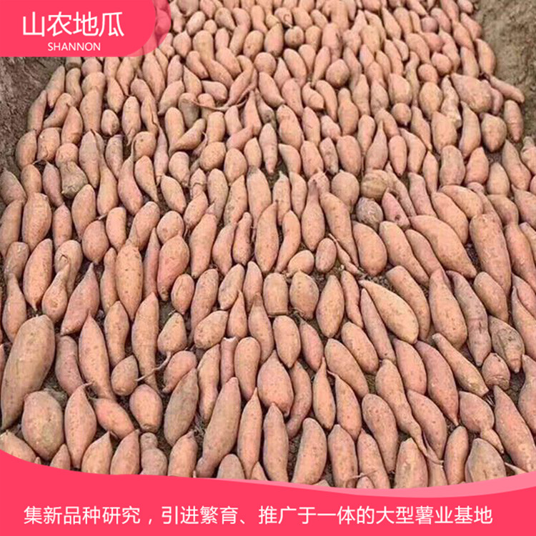 高品质地瓜菏泽红丹地瓜种植 商薯19地瓜苗批发 厂家直销西瓜红价格