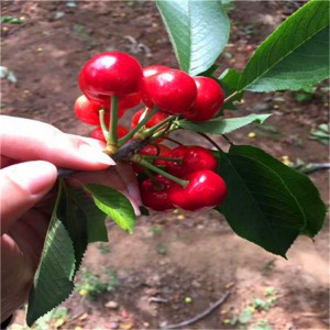 樱桃苗基地 苗圃批发矮化樱桃苗 可供应地栽樱桃树苗 嫁接樱桃树苗