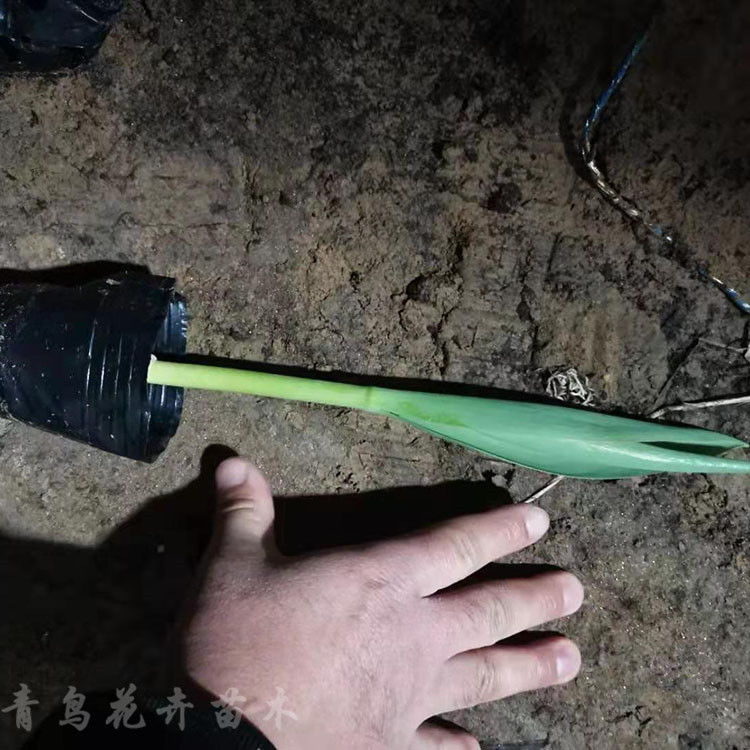 基地直销景观花卉郁金香小苗 园林景区绿化工程用苗 颜色齐全