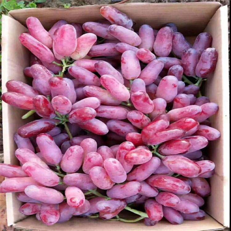 现货葡萄苗 葡萄苗品种 苗圃供应红提葡萄苗 新品种葡萄苗基地