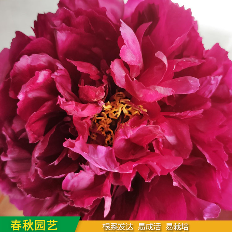春节催花牡丹 室内盆栽牡丹 品种众多 耐寒喜阳 花色多