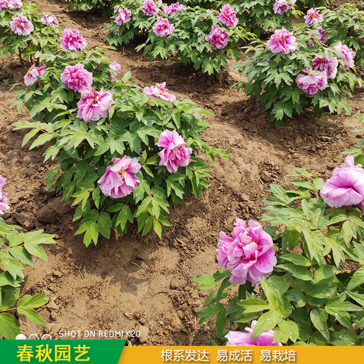 春节催花牡丹 室内盆栽牡丹 品种众多 耐寒喜阳 花色多