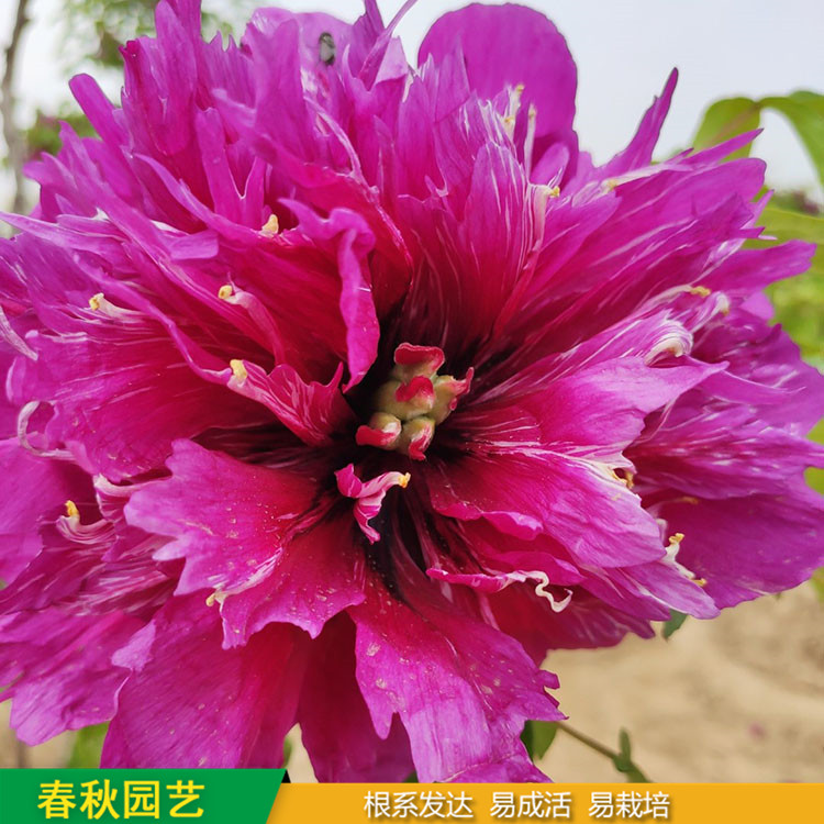 春节催花牡丹 庭院栽培牡丹花 品种众多 重瓣多枝