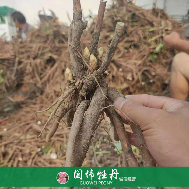 菏泽牡丹占地芍药苗 芍药根块带芽 基地直供 量大优惠