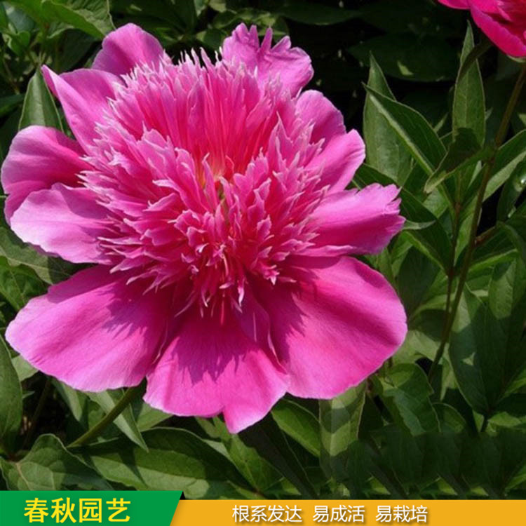 多色芍药 精品千层芍药花 大花芍药品种 基地培育种植