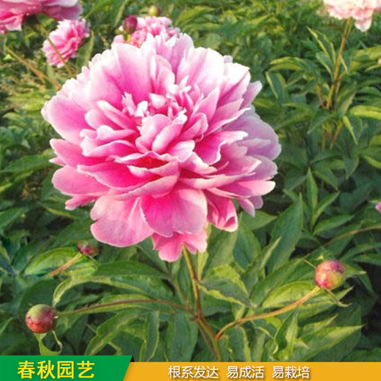 多色芍药 精品千层芍药花 大花芍药品种 春秋园艺