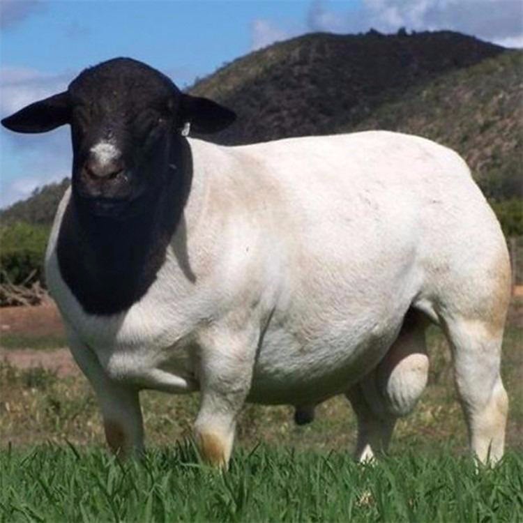 河南3-6个月肉羊羊羔 杜泊绵羊养殖场 量大优惠