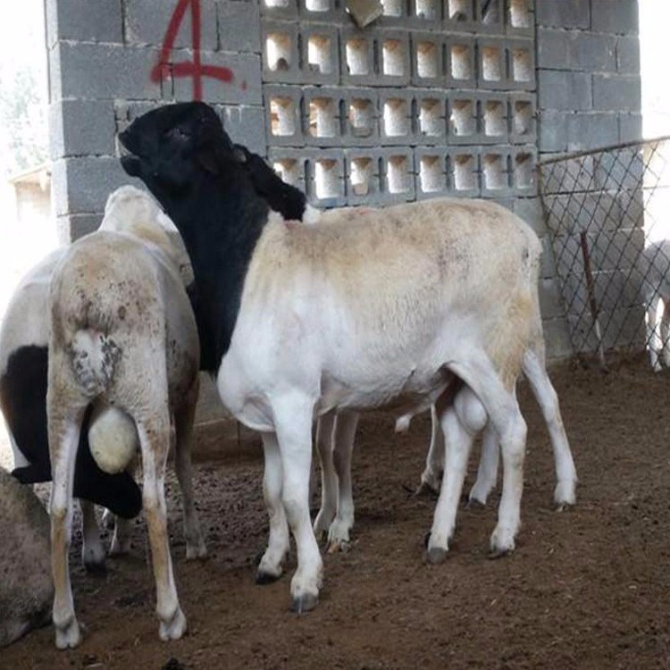 河南3-6个月肉羊羊羔 杜泊绵羊养殖场 量大优惠