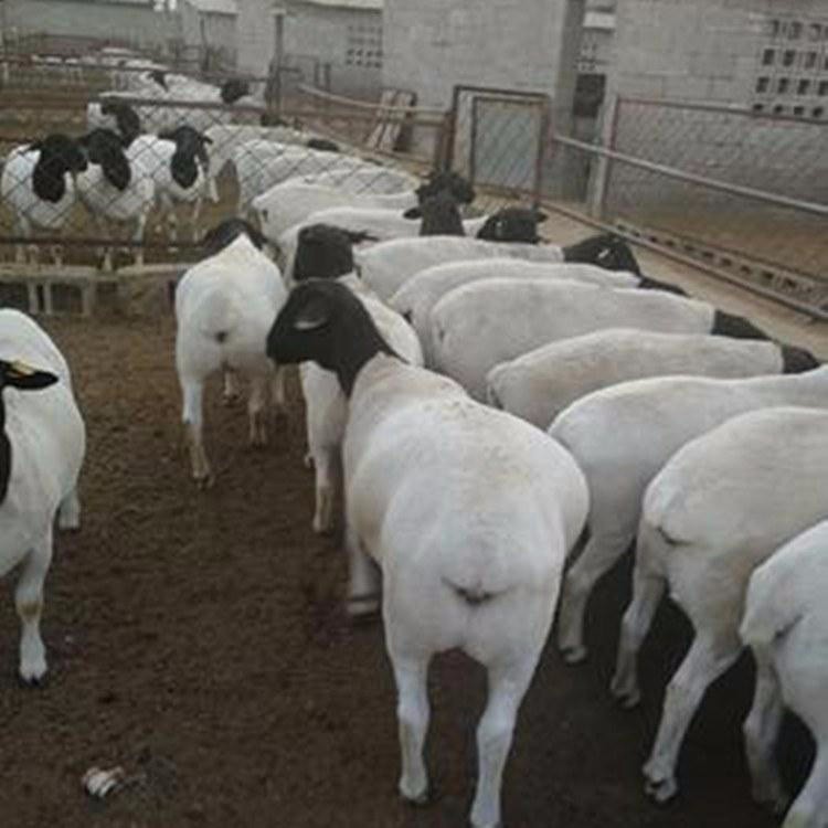云南3-6个月肉羊羊羔 杜泊绵羊养殖场 量大优惠