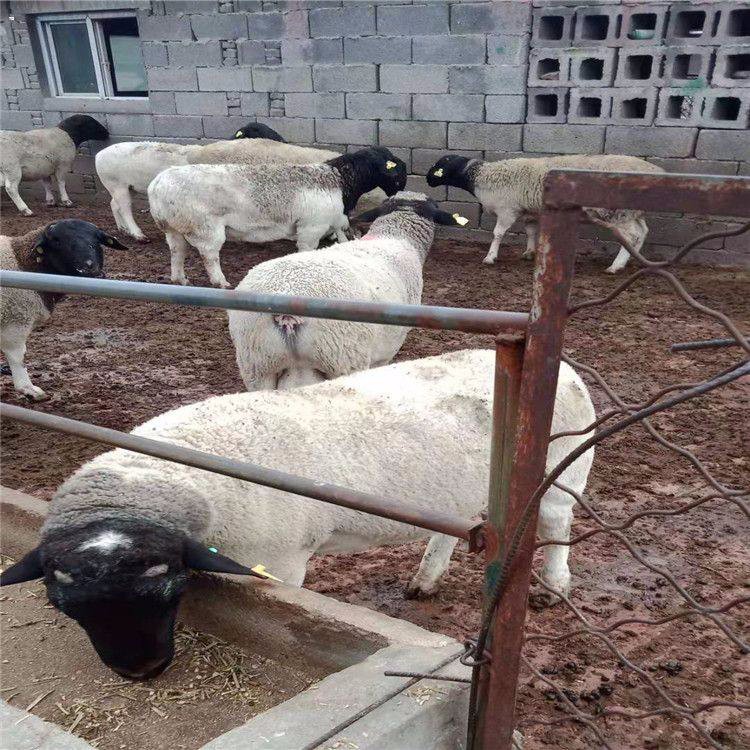 安徽3-6个月肉羊羊羔 杜泊绵羊养殖场 量大优惠