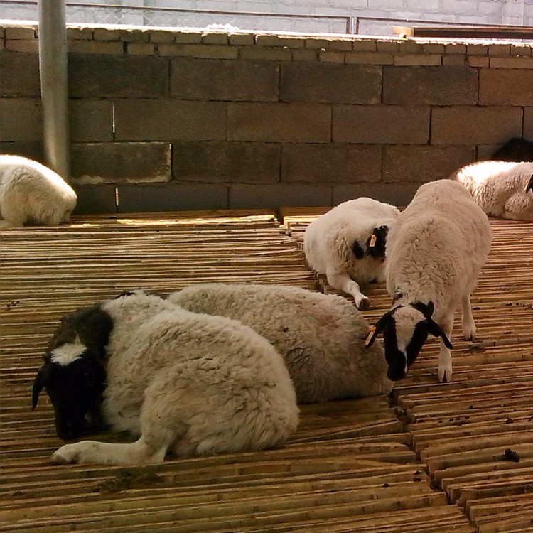 安徽3-6个月肉羊羊羔 杜泊绵羊养殖场 量大优惠