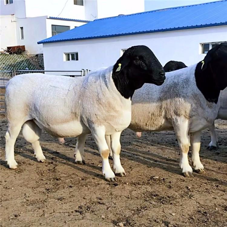 安徽3-6个月肉羊羊羔 杜泊绵羊养殖场 量大优惠