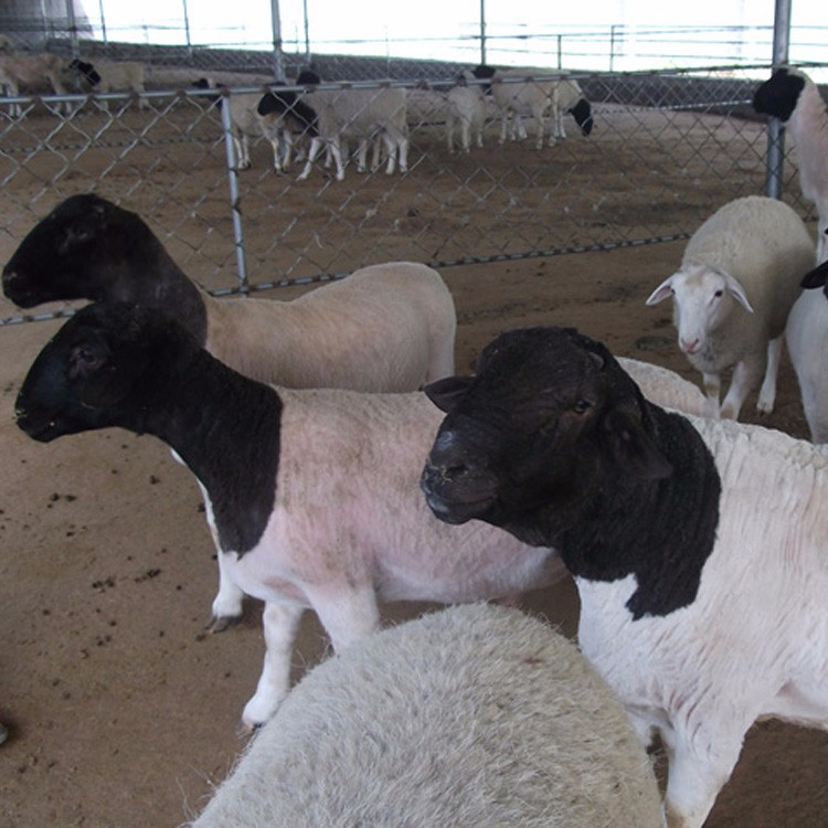 河南杜泊绵羊羊羔 杜泊绵羊养殖场 量大优惠