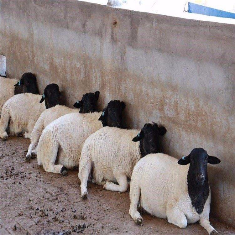 河南杜泊绵羊羊羔 杜泊绵羊养殖场 量大优惠