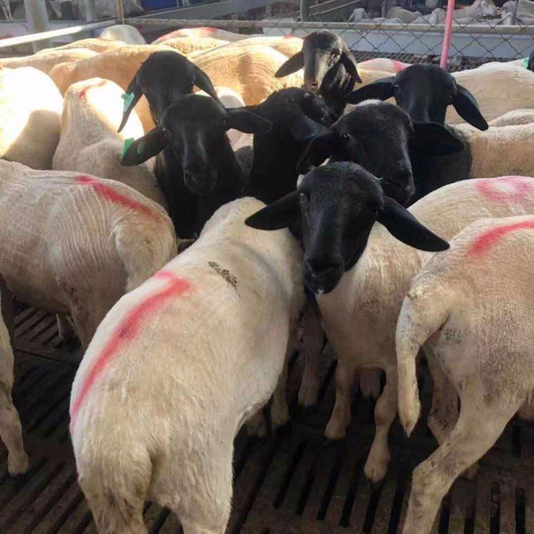 四川纯种黑头杜泊绵羊 杜泊绵羊养殖场 量大优惠