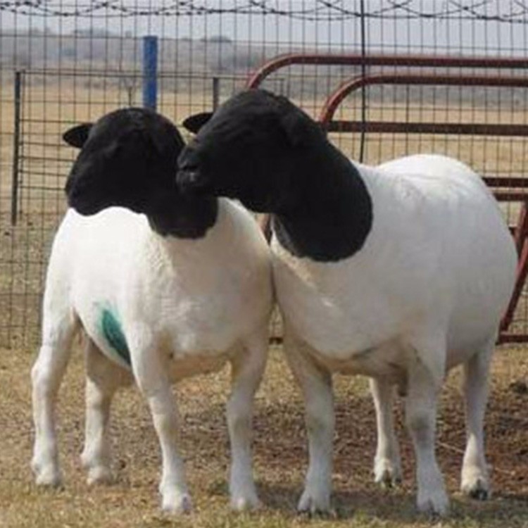 四川3-6个月肉羊羊羔 杜泊绵羊养殖场 量大优惠
