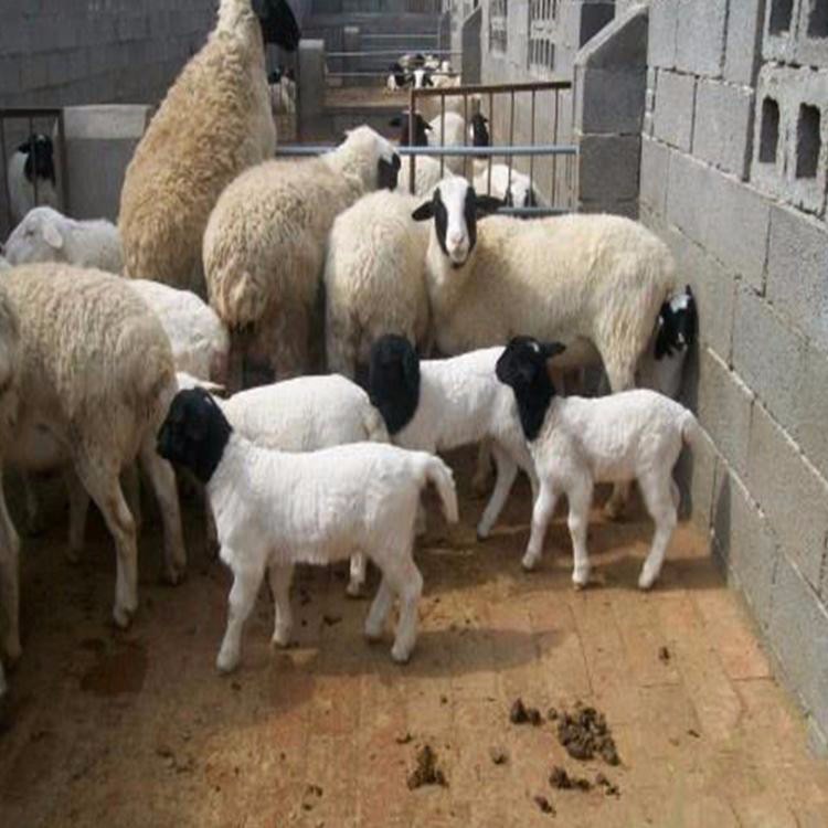 四川3-6个月肉羊羊羔 杜泊绵羊养殖场 量大优惠