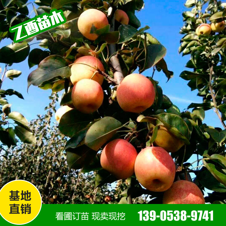 鲁丽苹果树苗品种 苹果树苗价格  成活率高