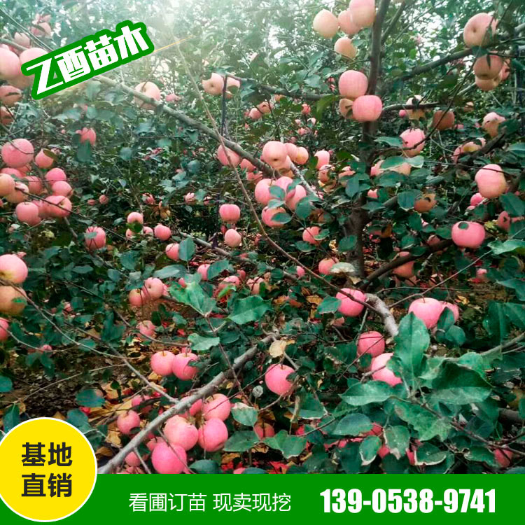 鲁丽苹果树苗品种 苹果树苗价格  乙酉苗木