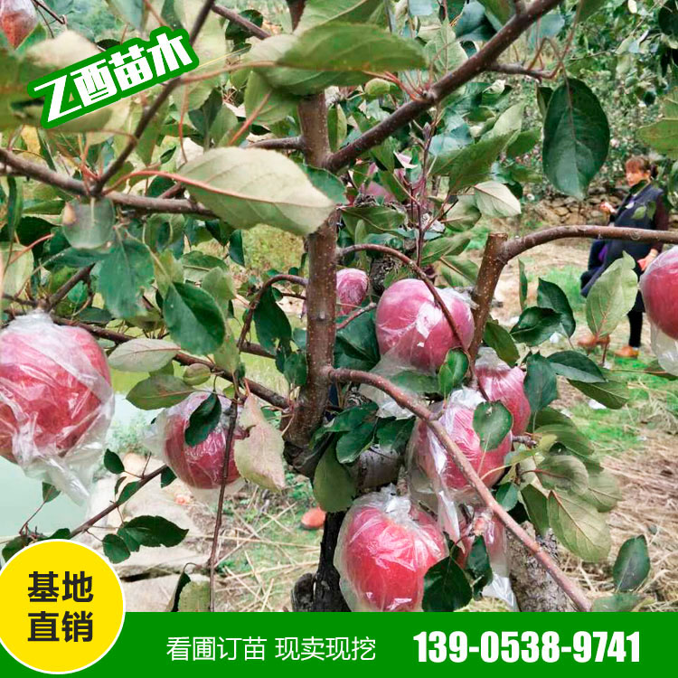 鲁丽苹果树苗品种 矮化苹果苗 基地销售