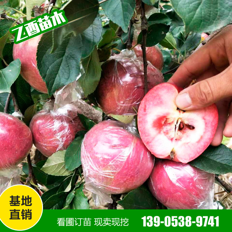 鲁丽苹果树苗品种 矮化苹果苗 支持批发