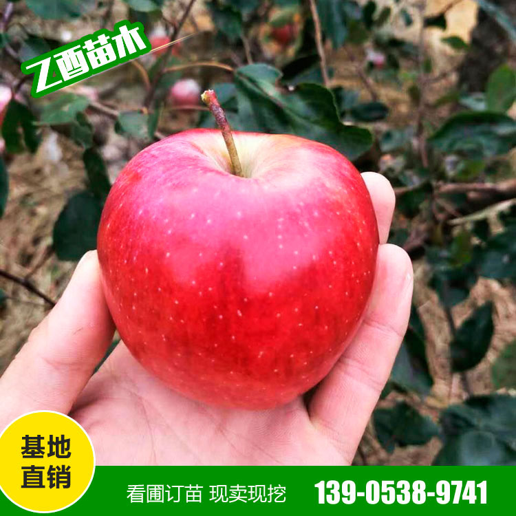 鲁丽苹果树苗品种 矮化苹果苗 基地销售
