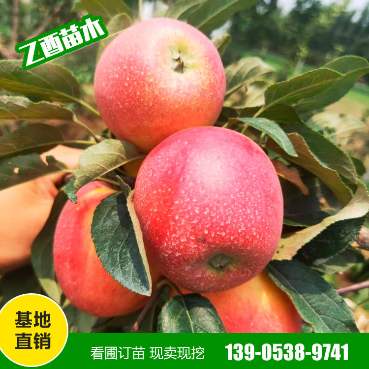 鲁丽苹果树苗品种 矮化苹果苗 厂家销售