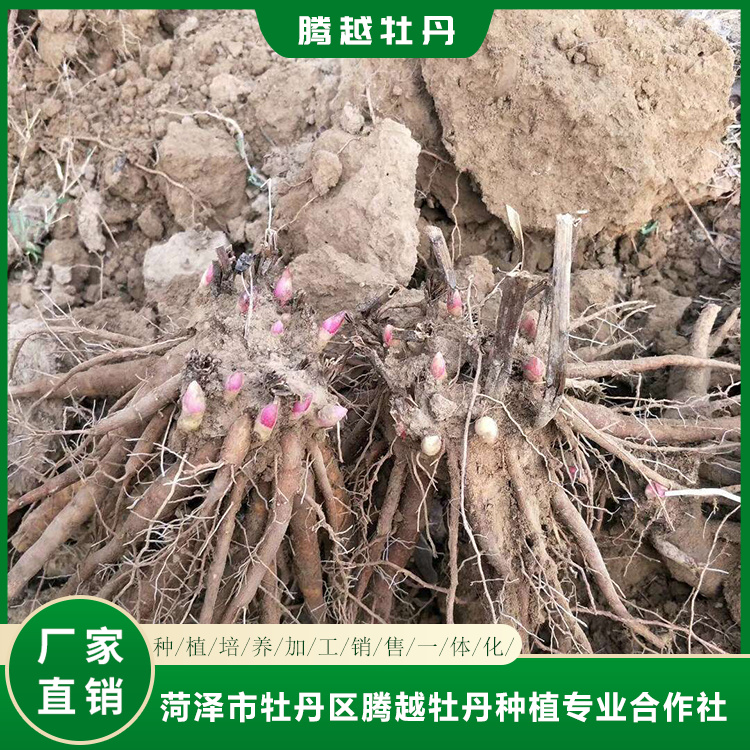 观赏芍药苗批发销售 菏泽芍药苗种植批发 花卉基地