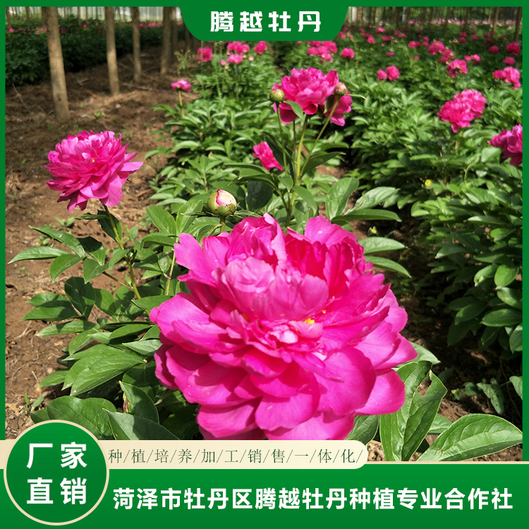 观赏芍药苗批发销售 菏泽芍药苗种植批发 花卉基地
