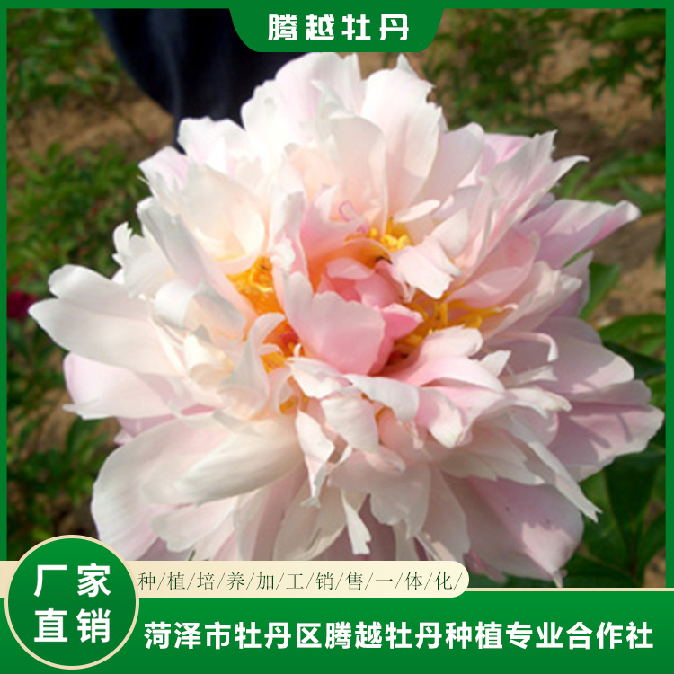 观赏芍药苗批发销售 菏泽芍药苗种植批发 花卉基地