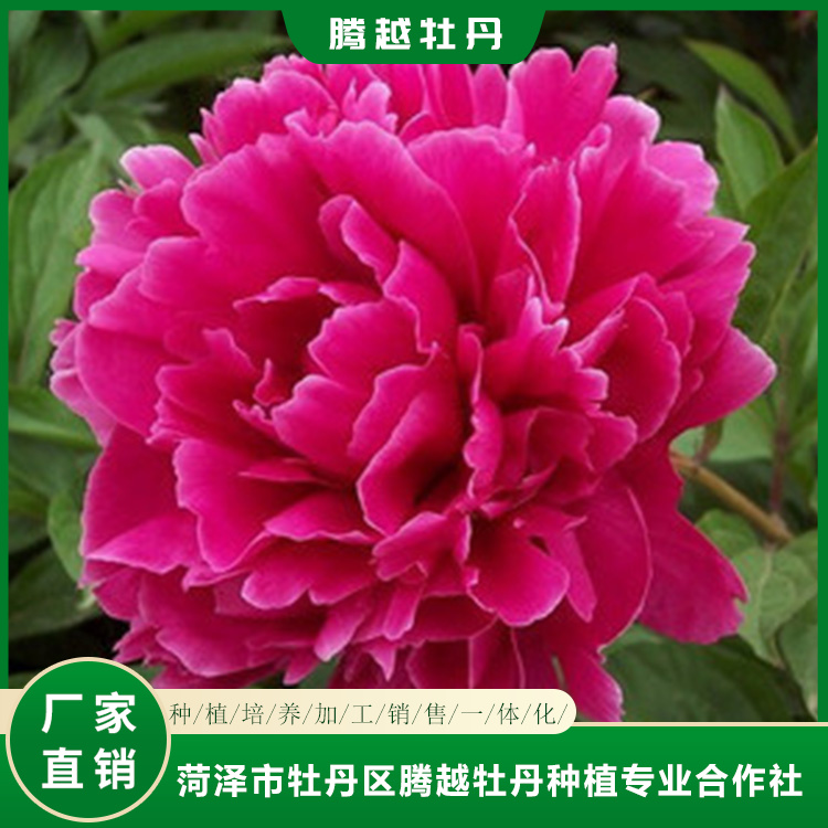 观赏芍药苗批发销售 菏泽芍药苗种植批发 花卉基地