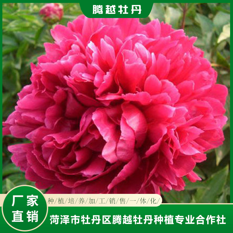 观赏芍药苗批发销售 菏泽芍药苗种植批发 花卉基地