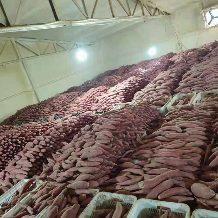 河南烟薯25生产基地 糖心地瓜 红皮红薯批发价 红薯厂家