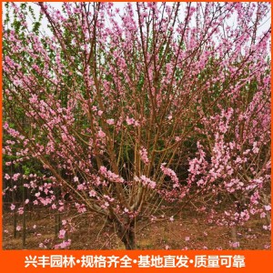 风景树行道树 小区绿化造型树 15公分红叶碧桃