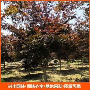 12公分日本红枫 园林行道树绿化工程苗木 规格齐全